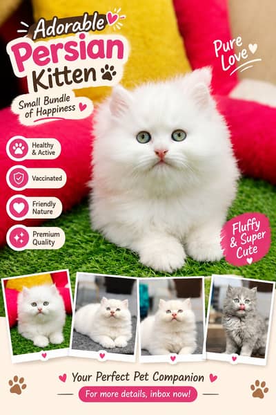 Persian Cats for Sale | Doll Face || Vaccinated | Male & Female