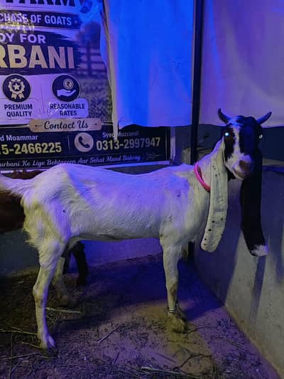 Pateri Bakri