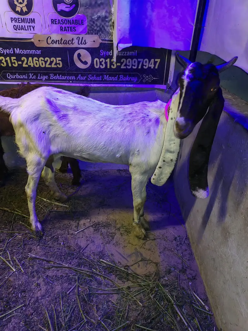 Pateri Bakri — photo 2