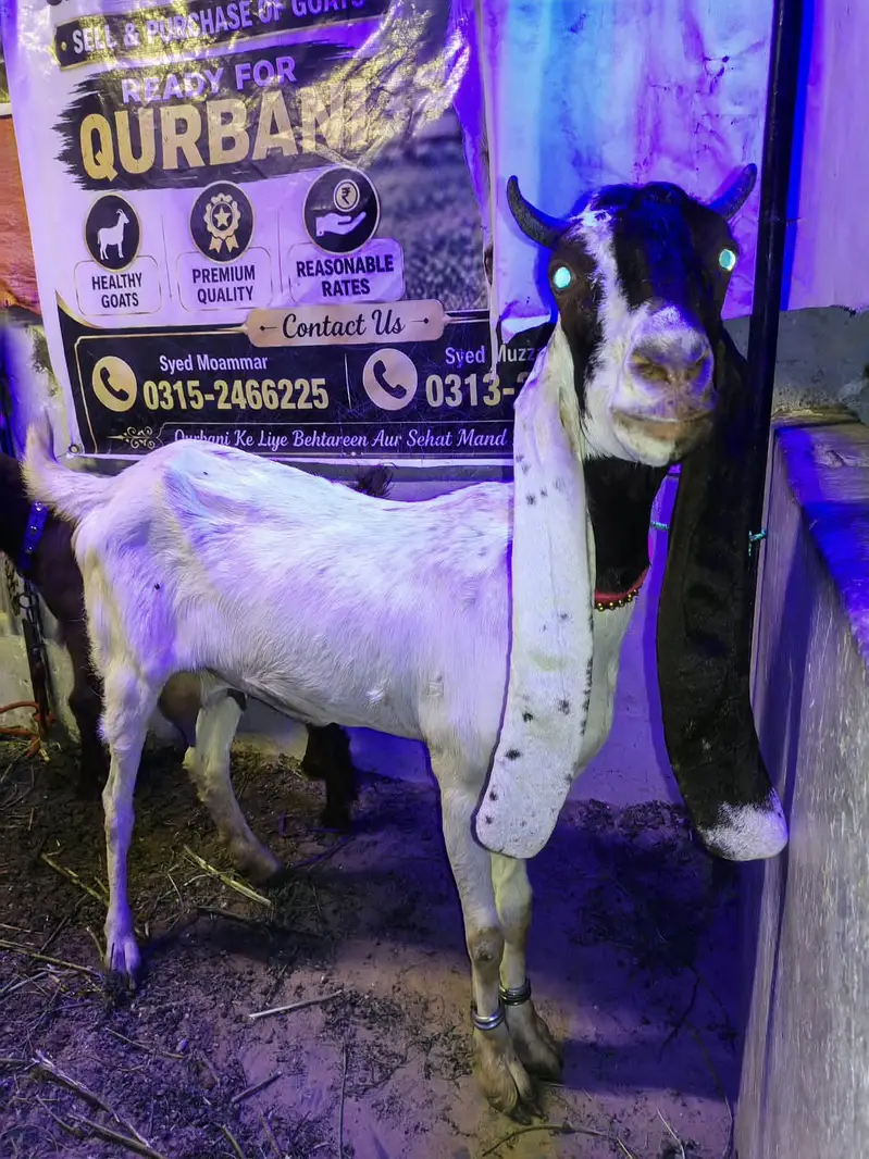 Pateri Bakri — photo 3