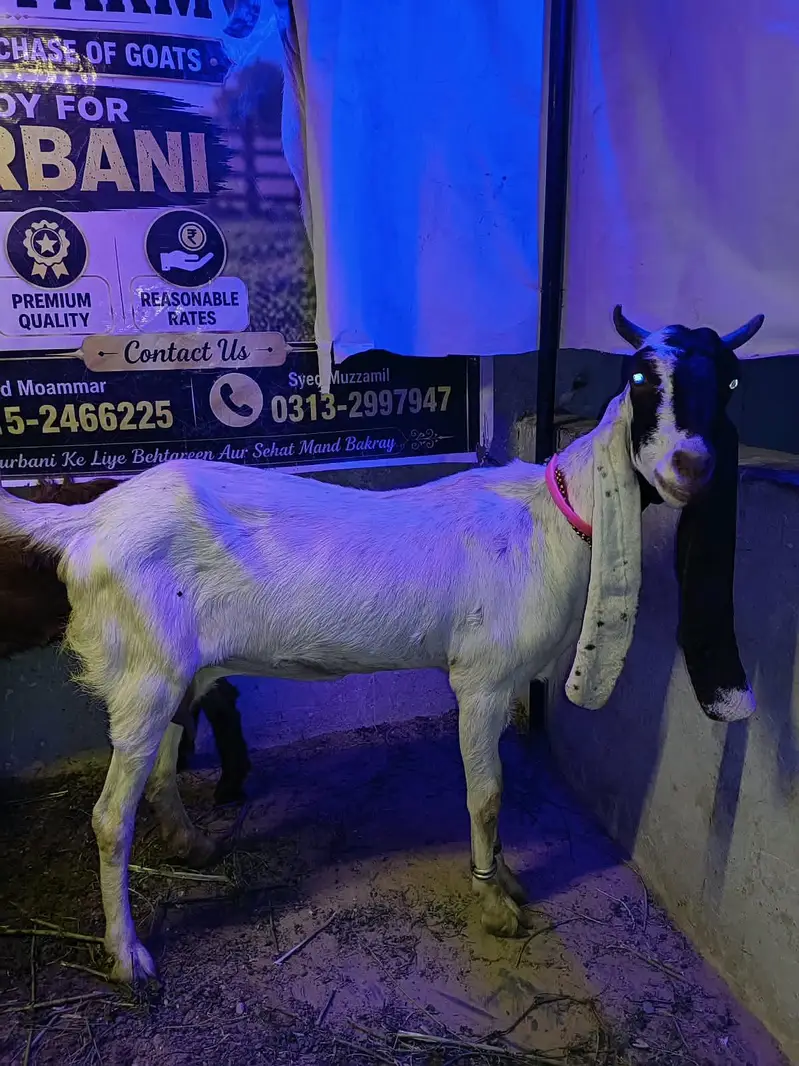 Pateri Bakri — photo 4