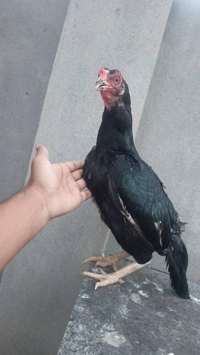 Aseel Lassani Female