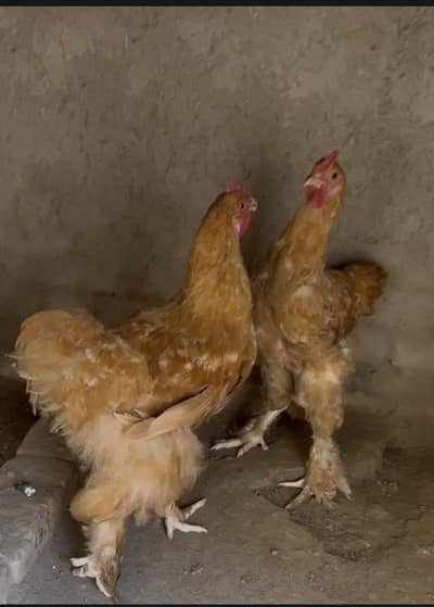 Urgent For Sale 4 Female 2 Male