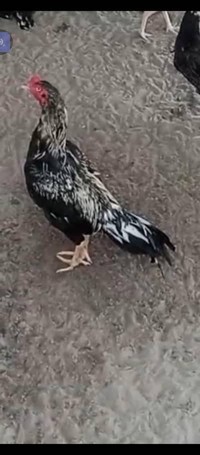 for sale high quality aseel patte murgi or murga
