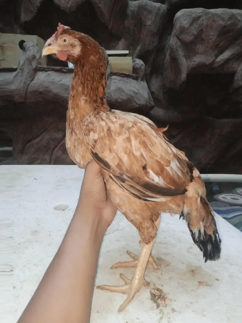 for sale high quality aseel patte murgi or murga — photo 2