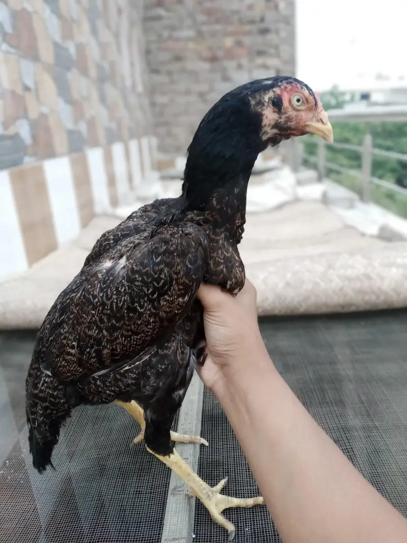 for sale high quality aseel patte murgi or murga — photo 3
