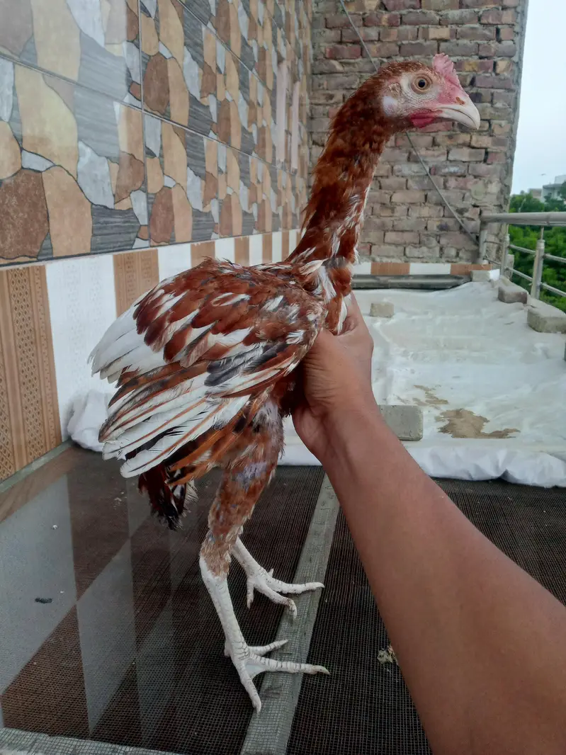 for sale high quality aseel patte murgi or murga — photo 7