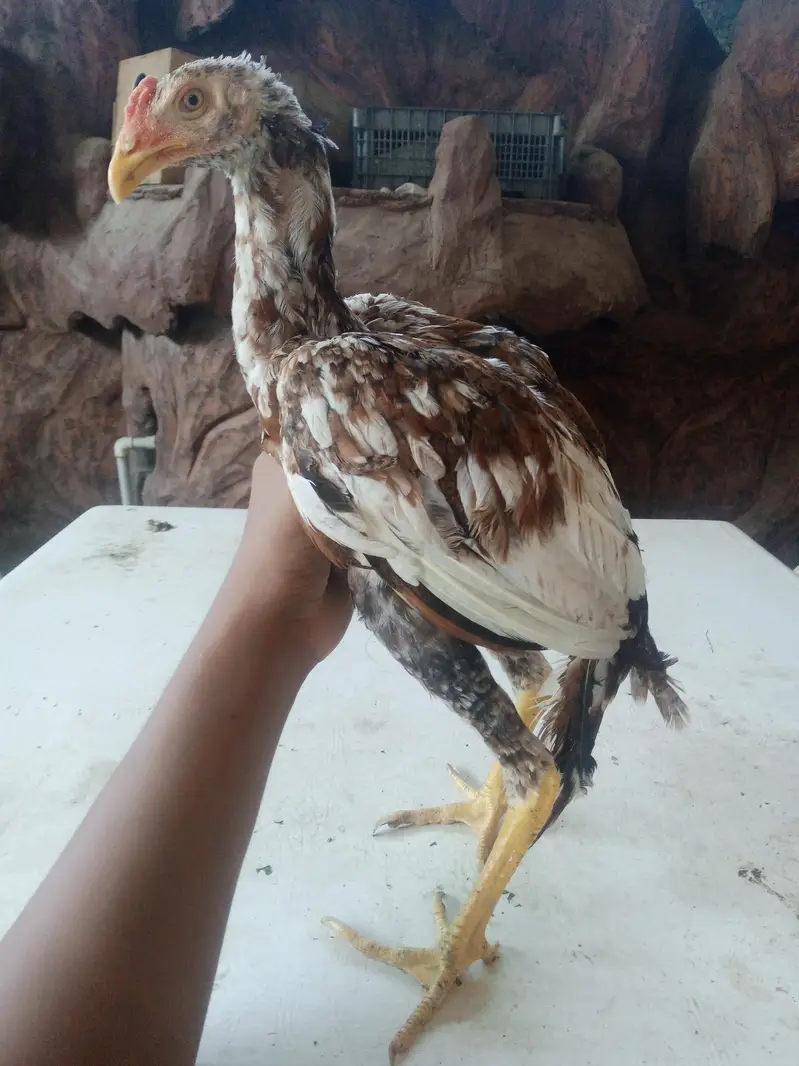 for sale high quality aseel patte murgi or murga — photo 8