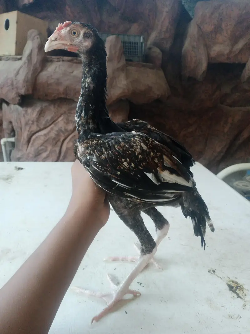 for sale high quality aseel patte murgi or murga — photo 9
