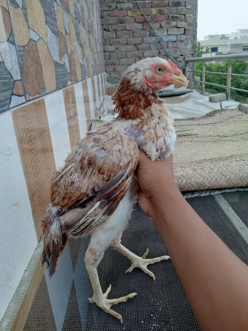 for sale high quality aseel patte murgi or murga — photo 10