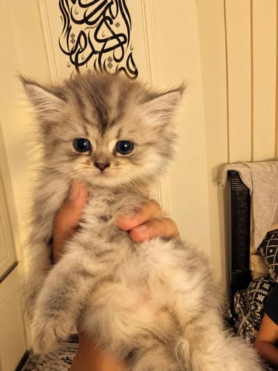 PERSIAN KITTENS