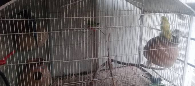 Australian parrots Hain multi colour