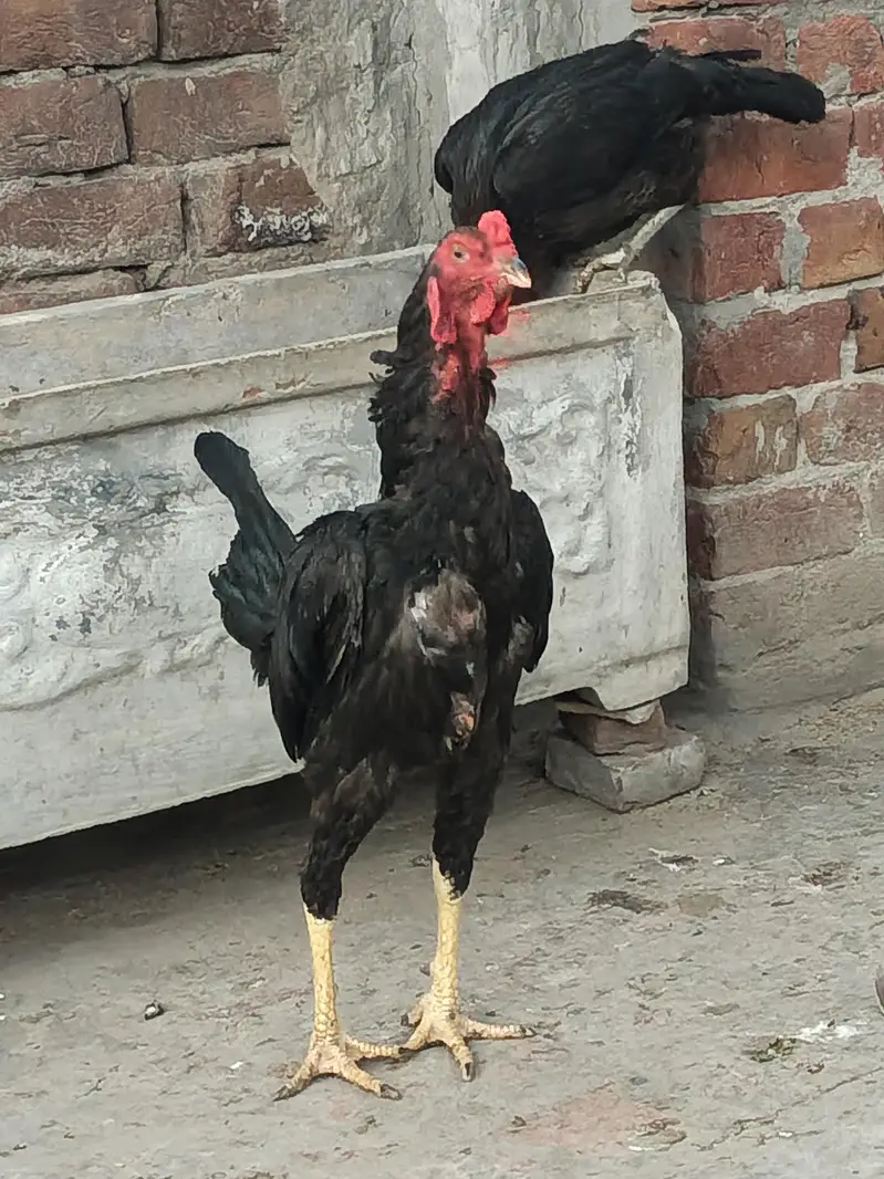 Aseel Male — photo 2