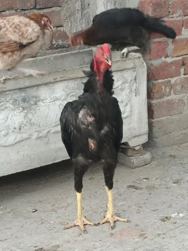 Aseel Male — photo 3
