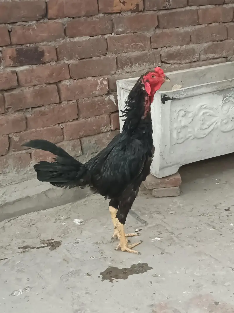 Aseel Male — photo 4
