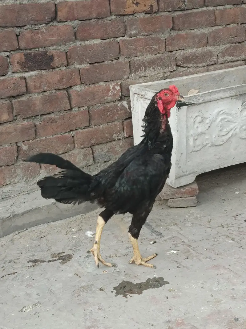 Aseel Male — photo 5