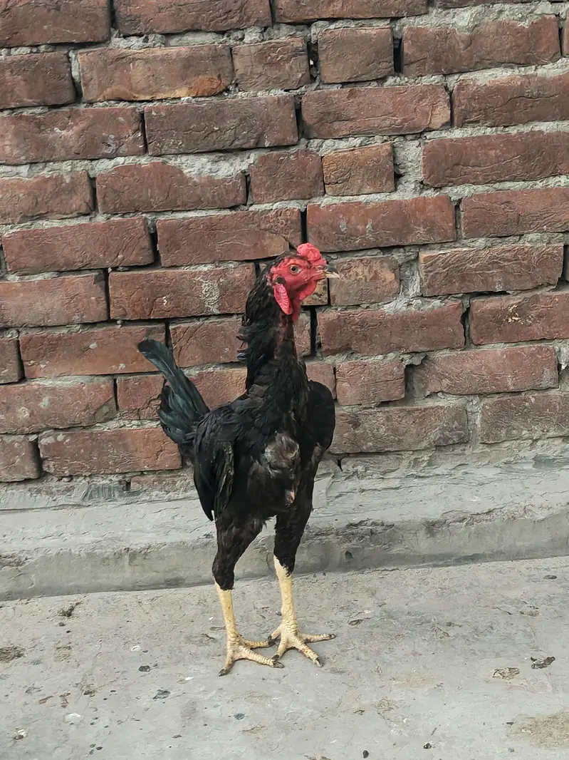 Aseel Male — photo 6