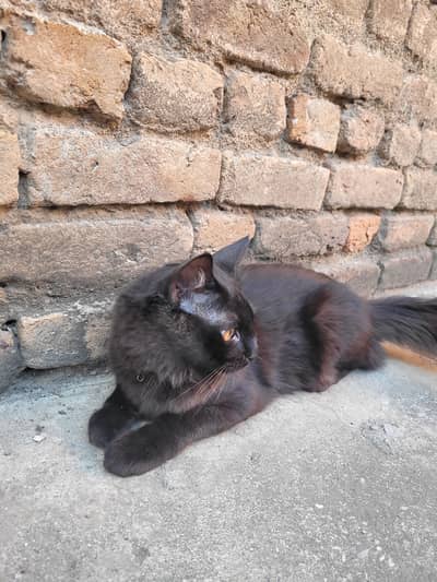Black Persian Tripple Coated