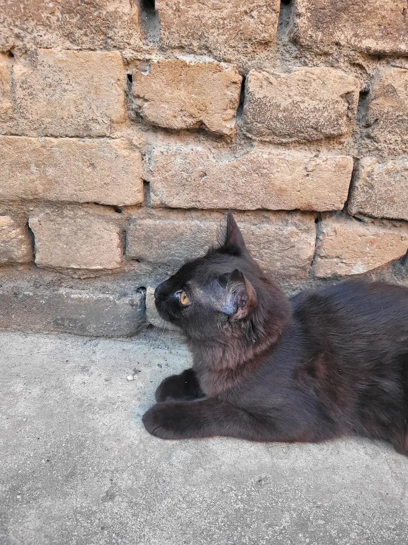 Black Persian Tripple Coated — photo 2