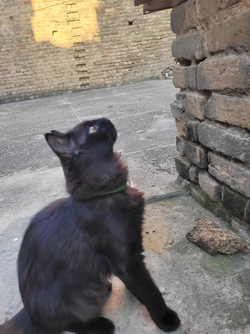 Black Persian Tripple Coated — photo 3