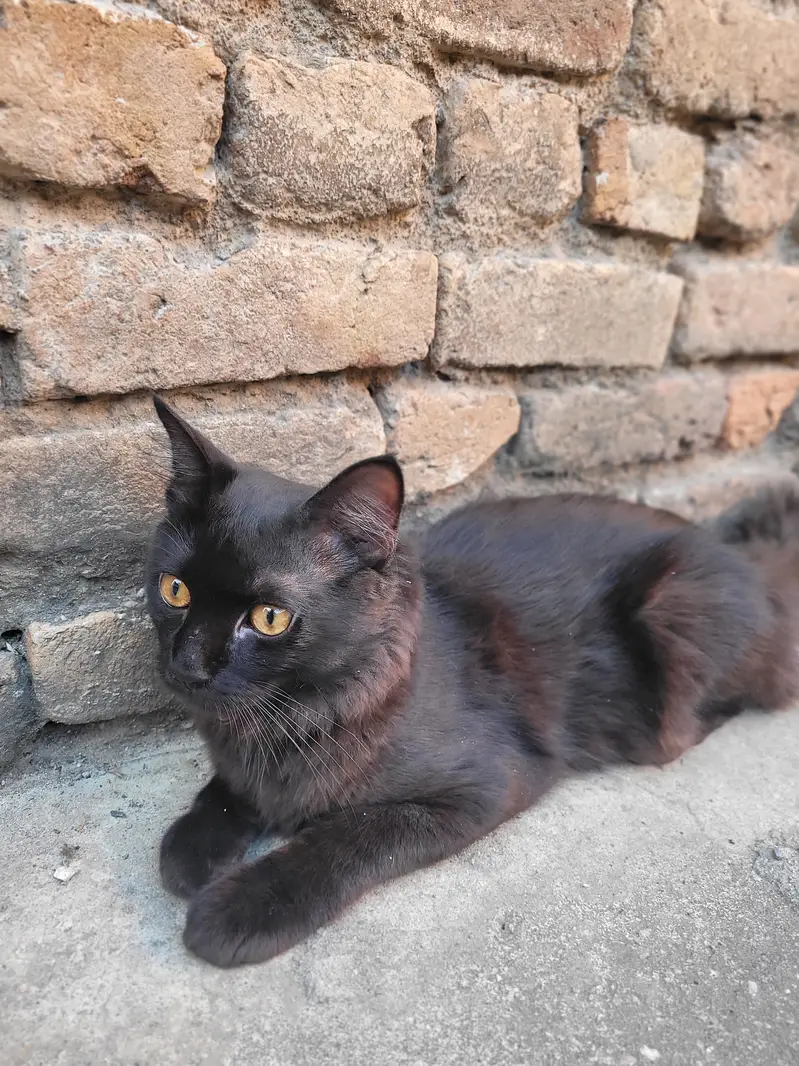Black Persian Tripple Coated — photo 4