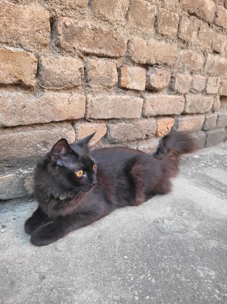 Black Persian Tripple Coated — photo 5