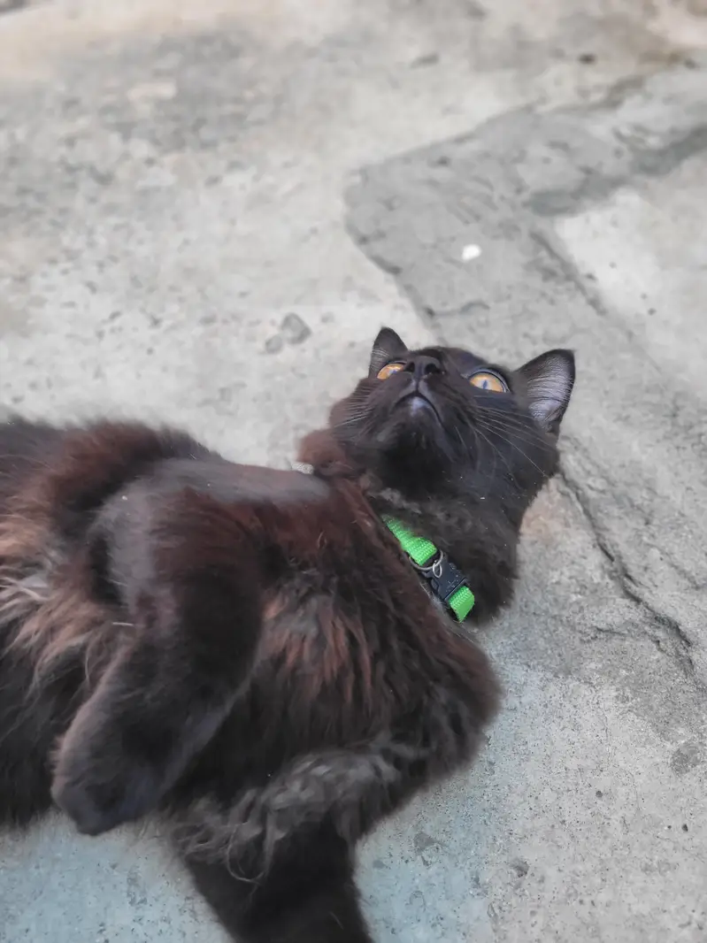 Black Persian Tripple Coated — photo 6