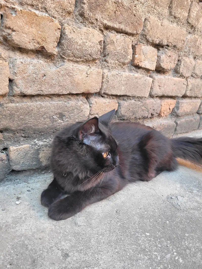Black Persian Tripple Coated — photo 7
