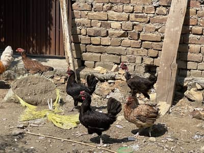Golden Misri Murgha Murghian