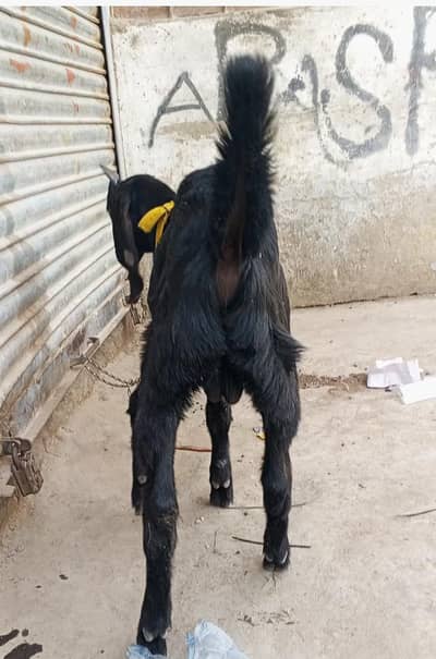 char mahine ka baccha hai black colour