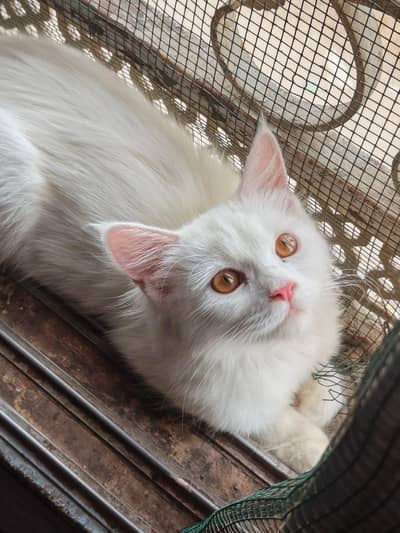KITTENS AVAILABLE FOR SALE  03182248825