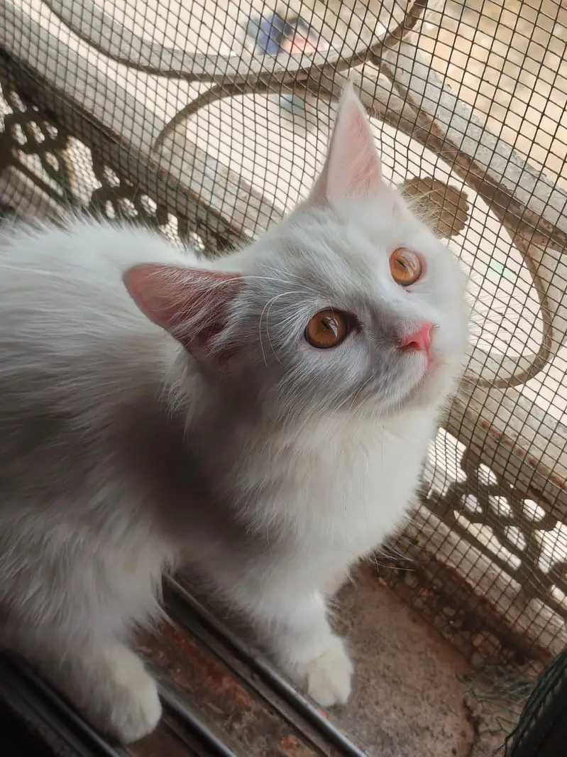 KITTENS AVAILABLE FOR SALE  03182248825 — photo 3