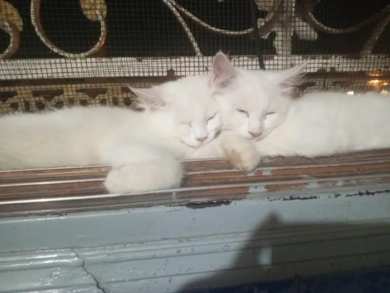 KITTENS AVAILABLE FOR SALE  03182248825 — photo 4