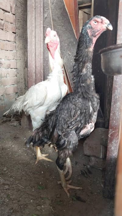 Pair of Aseel Shamo Chickens for Sale – Tall, Healthy & Active Birds