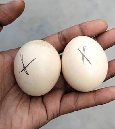 Aseel murgi eggs for sale