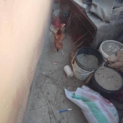 aseel mother with chicks