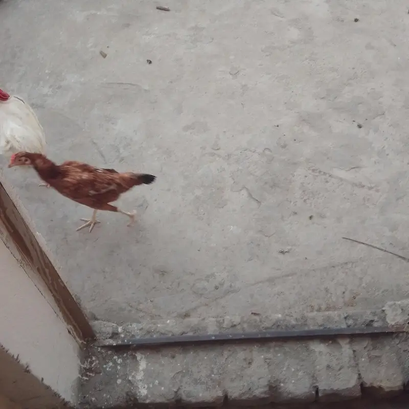 aseel mother with chicks — photo 2