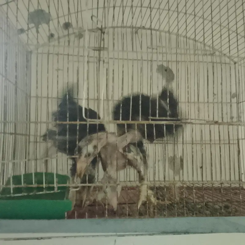 aseel mother with chicks — photo 4