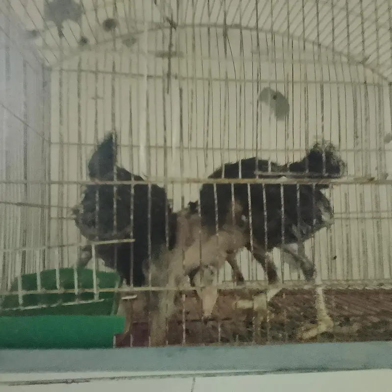 aseel mother with chicks — photo 5