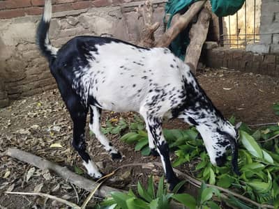Cheeni Bakri available for sale, homebreed and homefeed