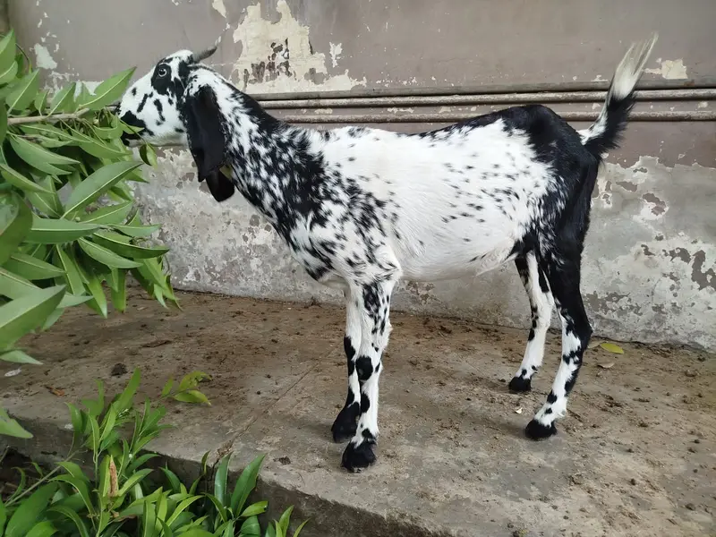 Cheeni Bakri available for sale, homebreed and homefeed — photo 2
