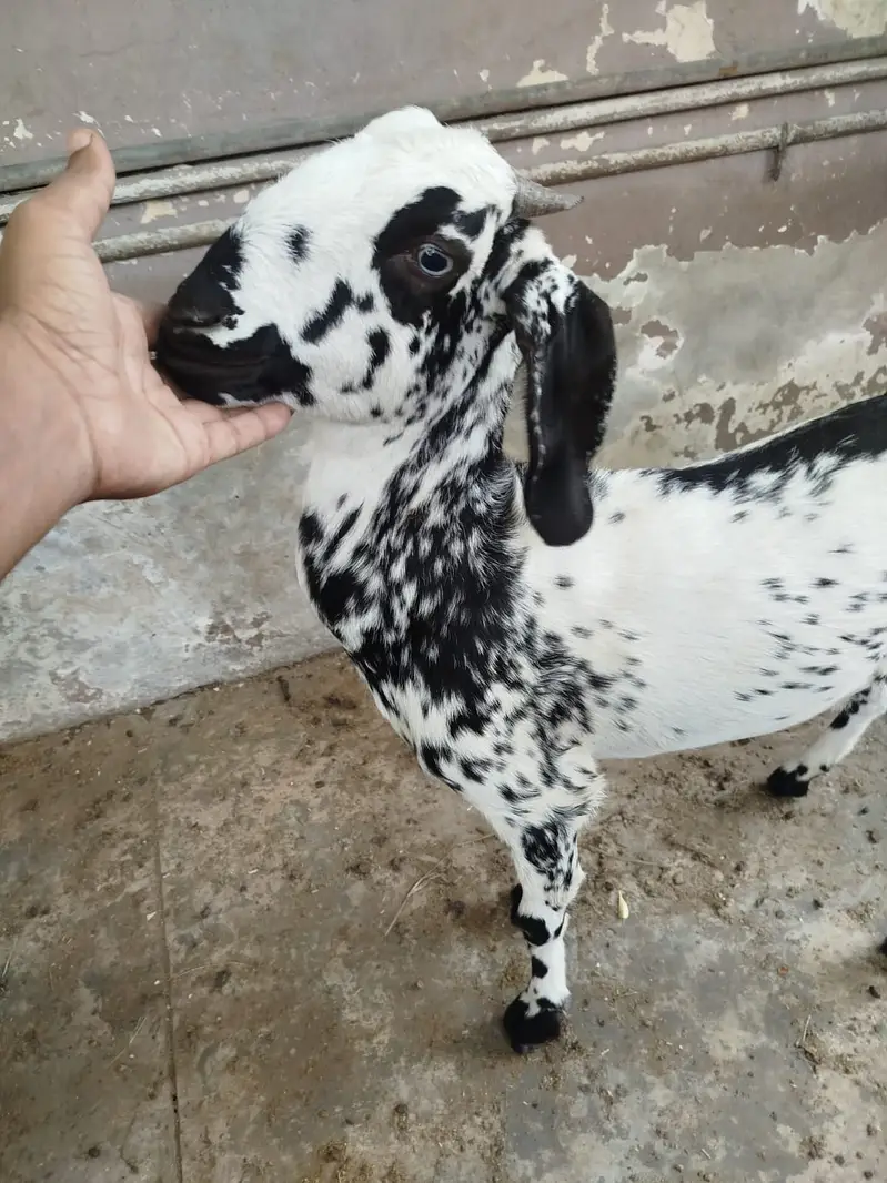 Cheeni Bakri available for sale, homebreed and homefeed — photo 3