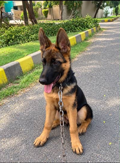 German Shephard, Heavy bone structure,