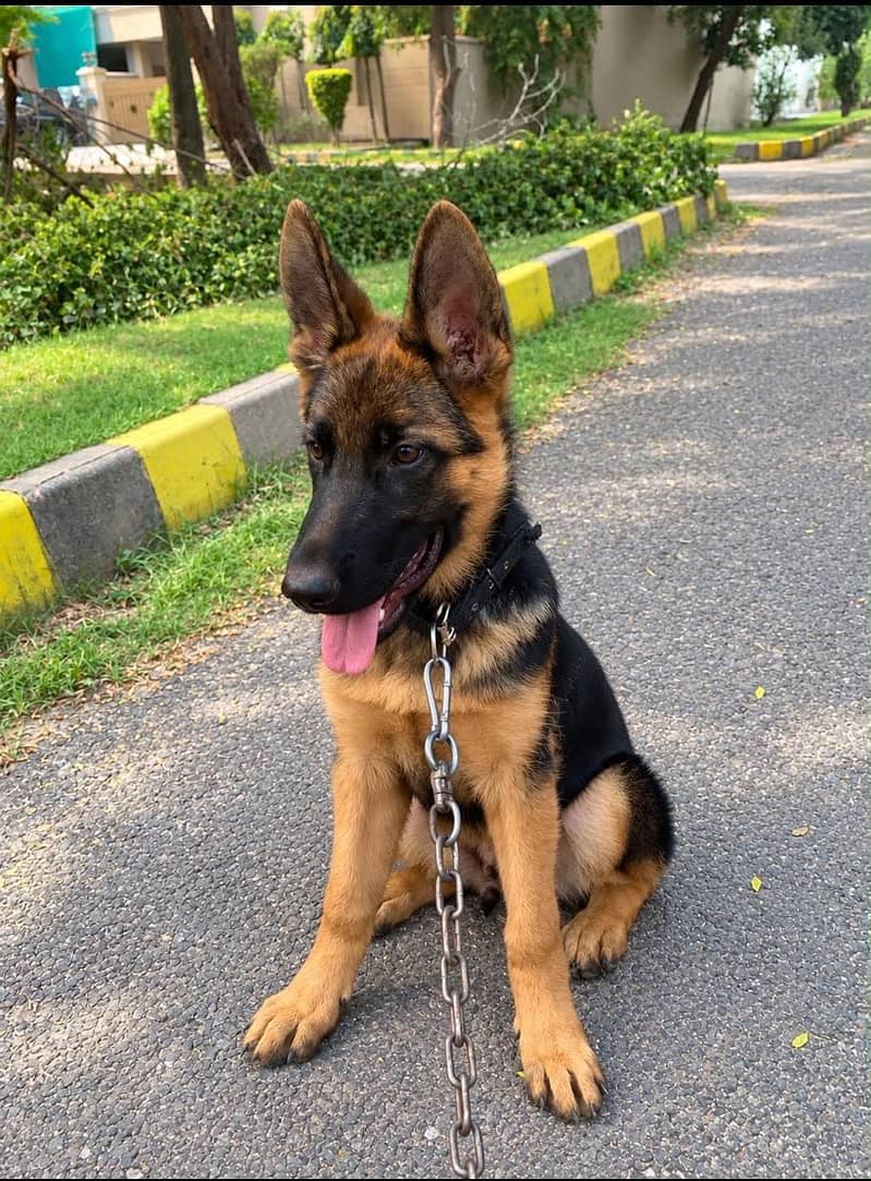 German Shephard, Heavy bone structure, 0