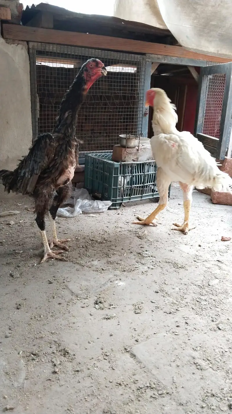 Pair of Aseel Shamo Chickens for Sale – Tall, Healthy & Active Birds — photo 2