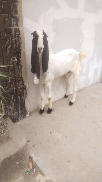 frish 4 dant ki 2 month ki lagi howi pure kamori gulabi