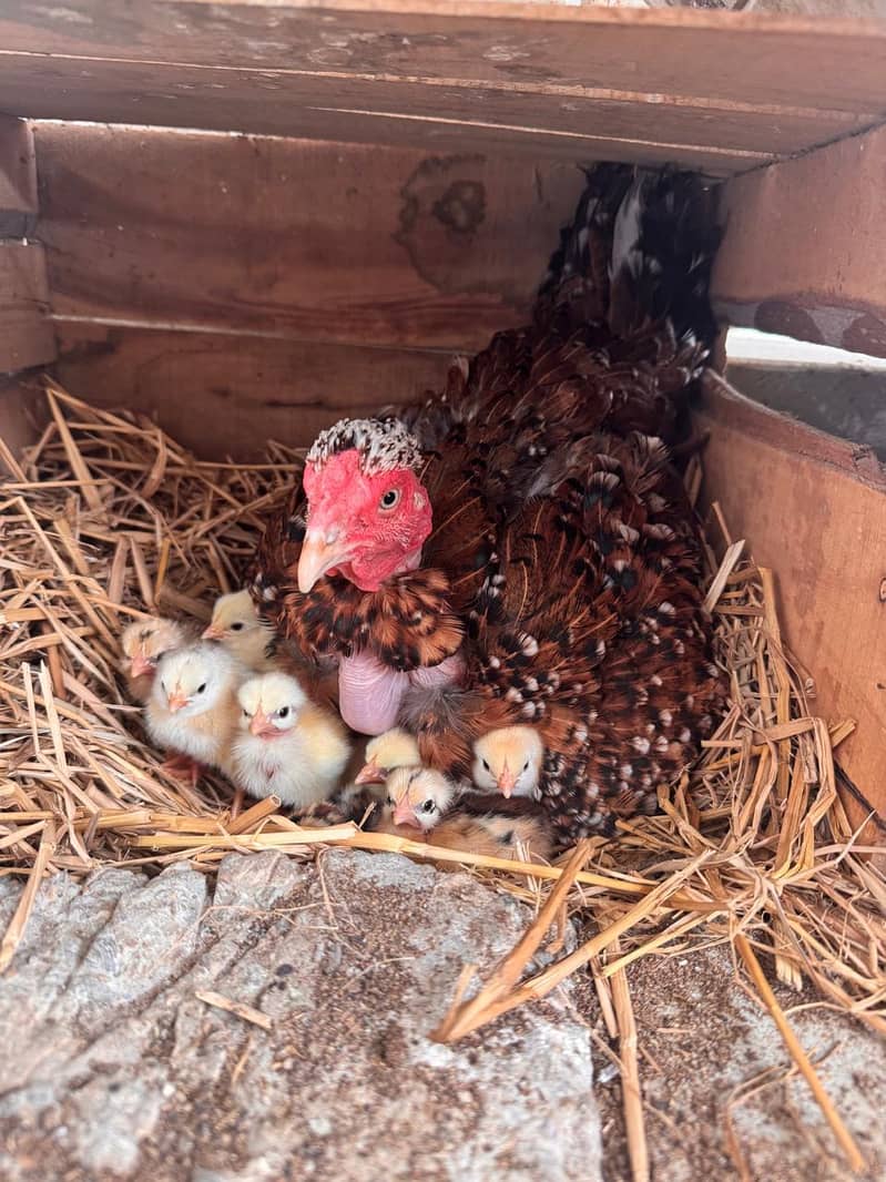 Hens setup 0