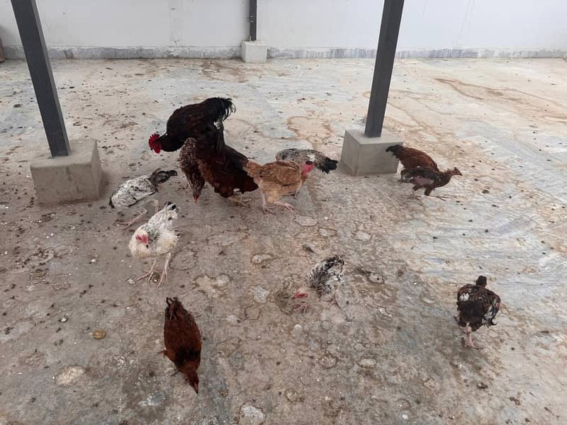 Hens setup 1