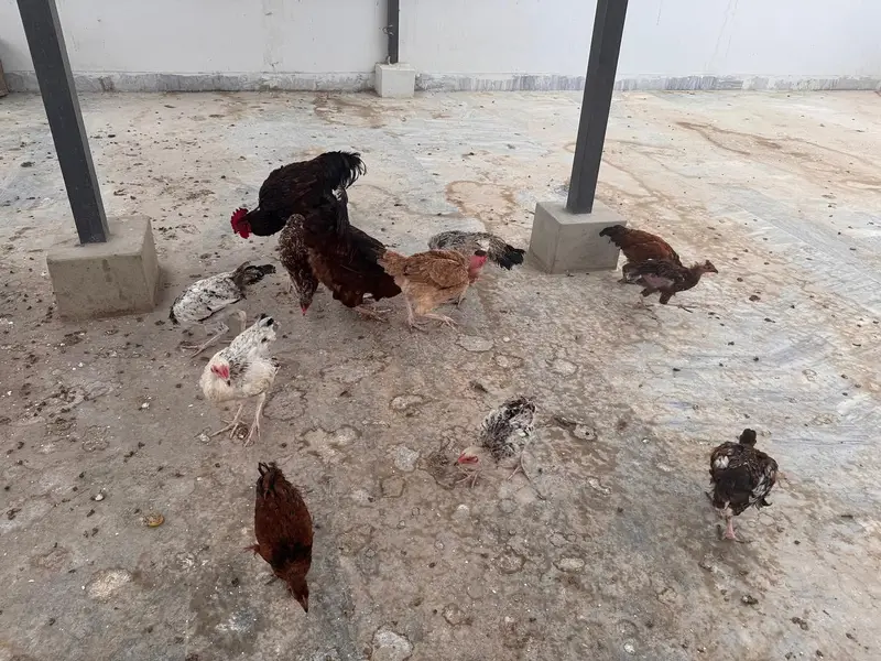 Hens setup — photo 2