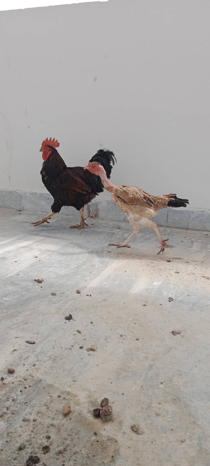 Hens setup 2